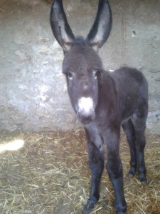 the twelve day old baby donkey inside the barn